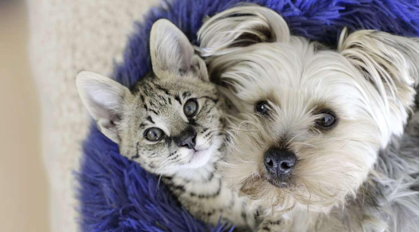 Hund und Katze schauen nach oben