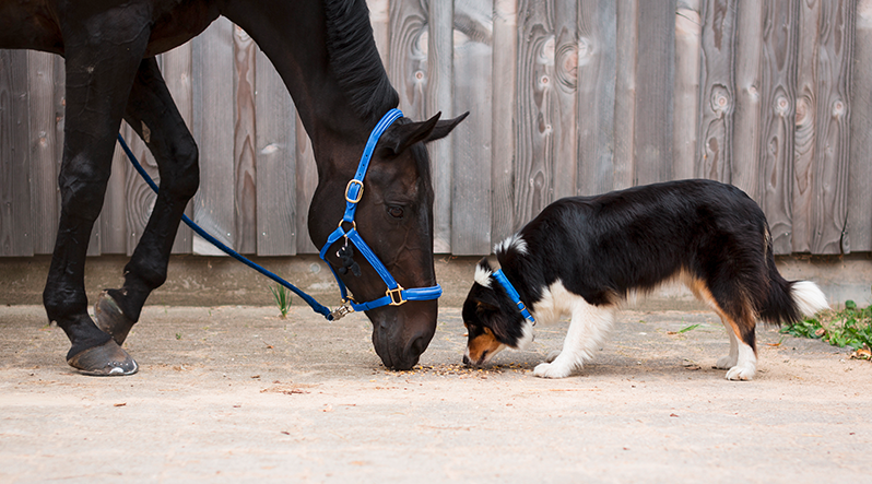 Pferd und Hund
