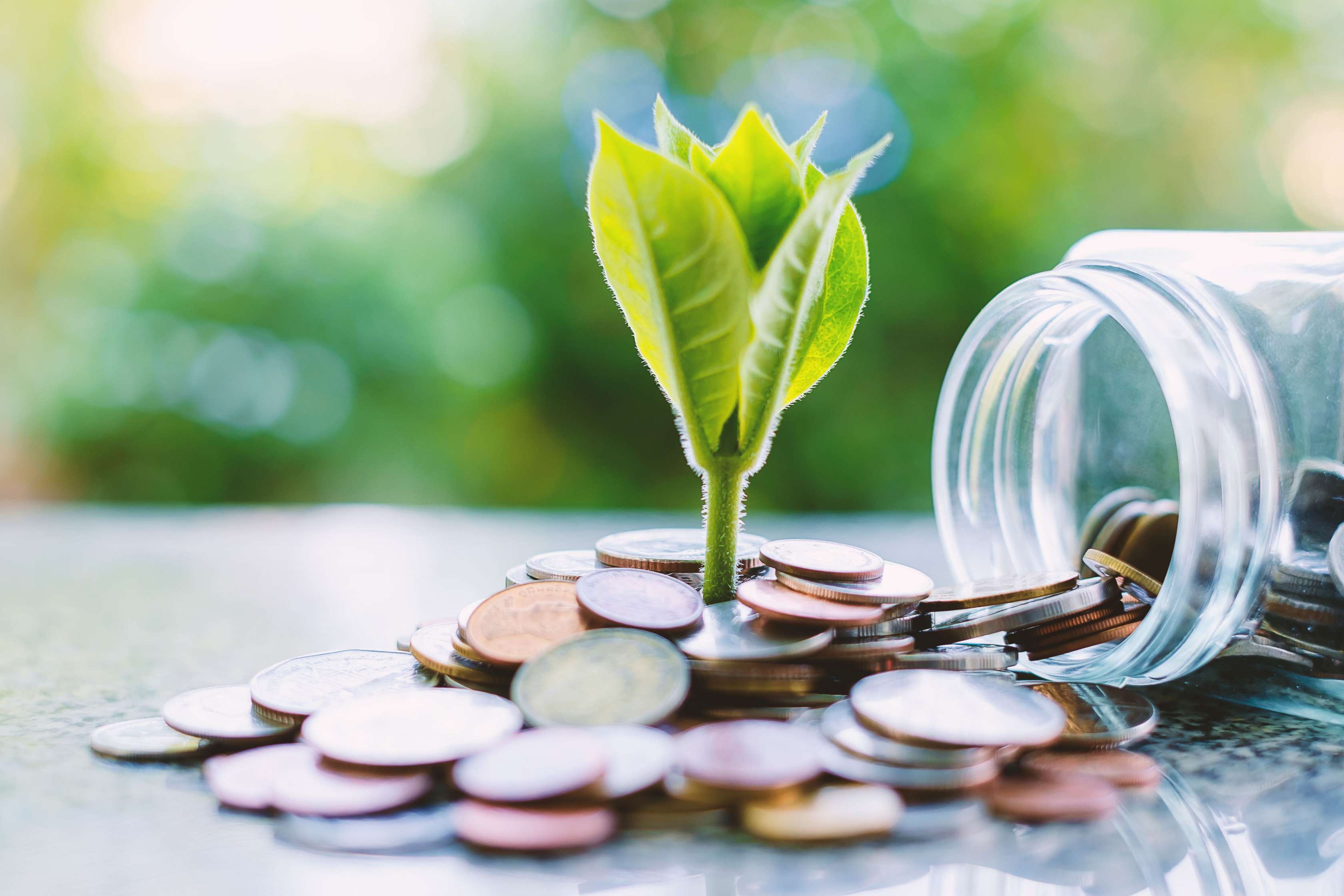 Dose mit Geld und grüner Pflanze