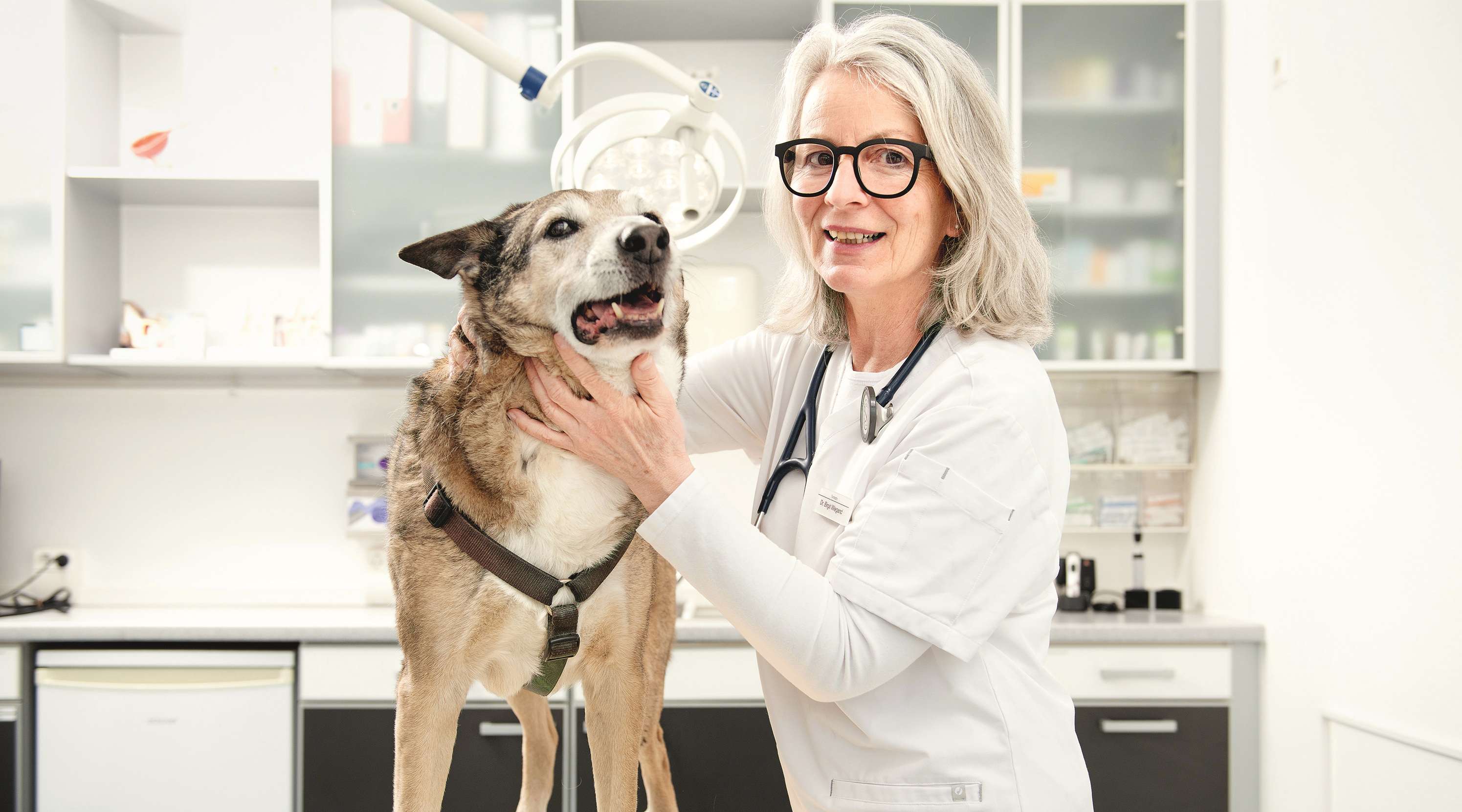 Tierärztin untersucht Hund