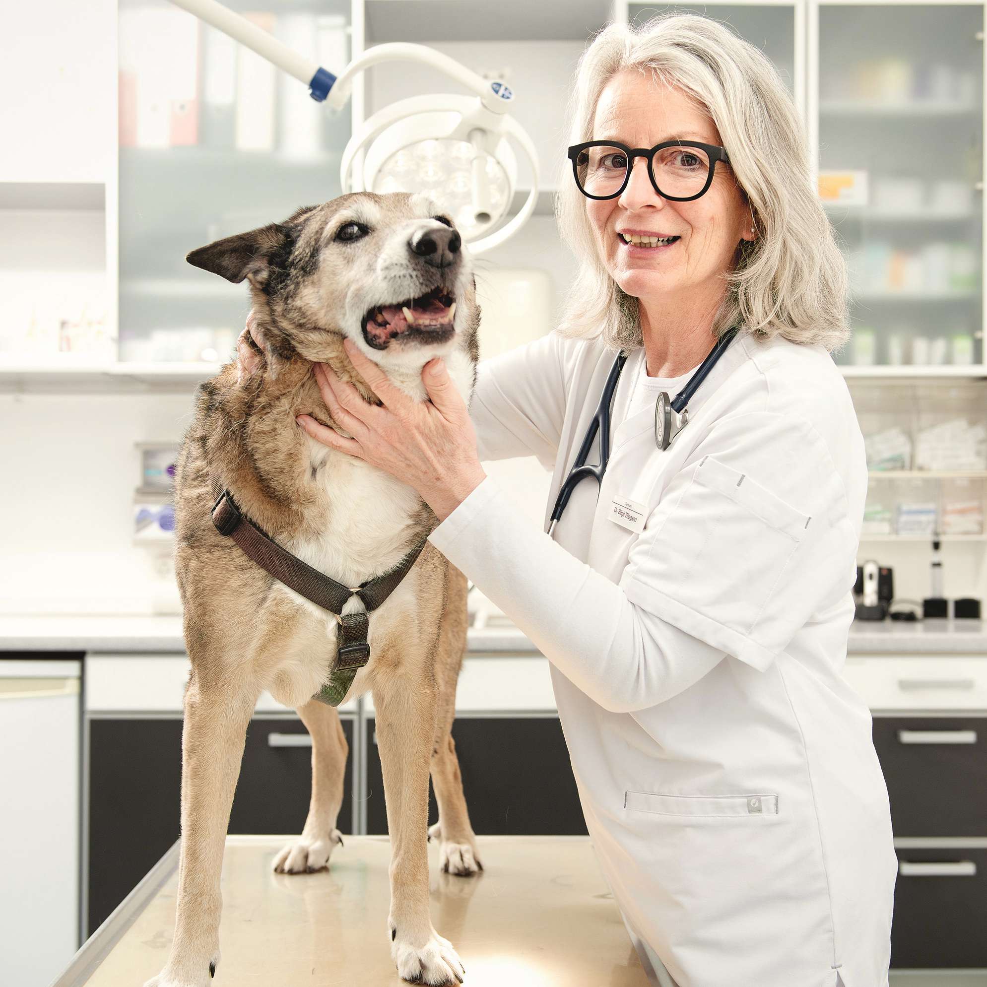 Tierärztin untersucht Hund