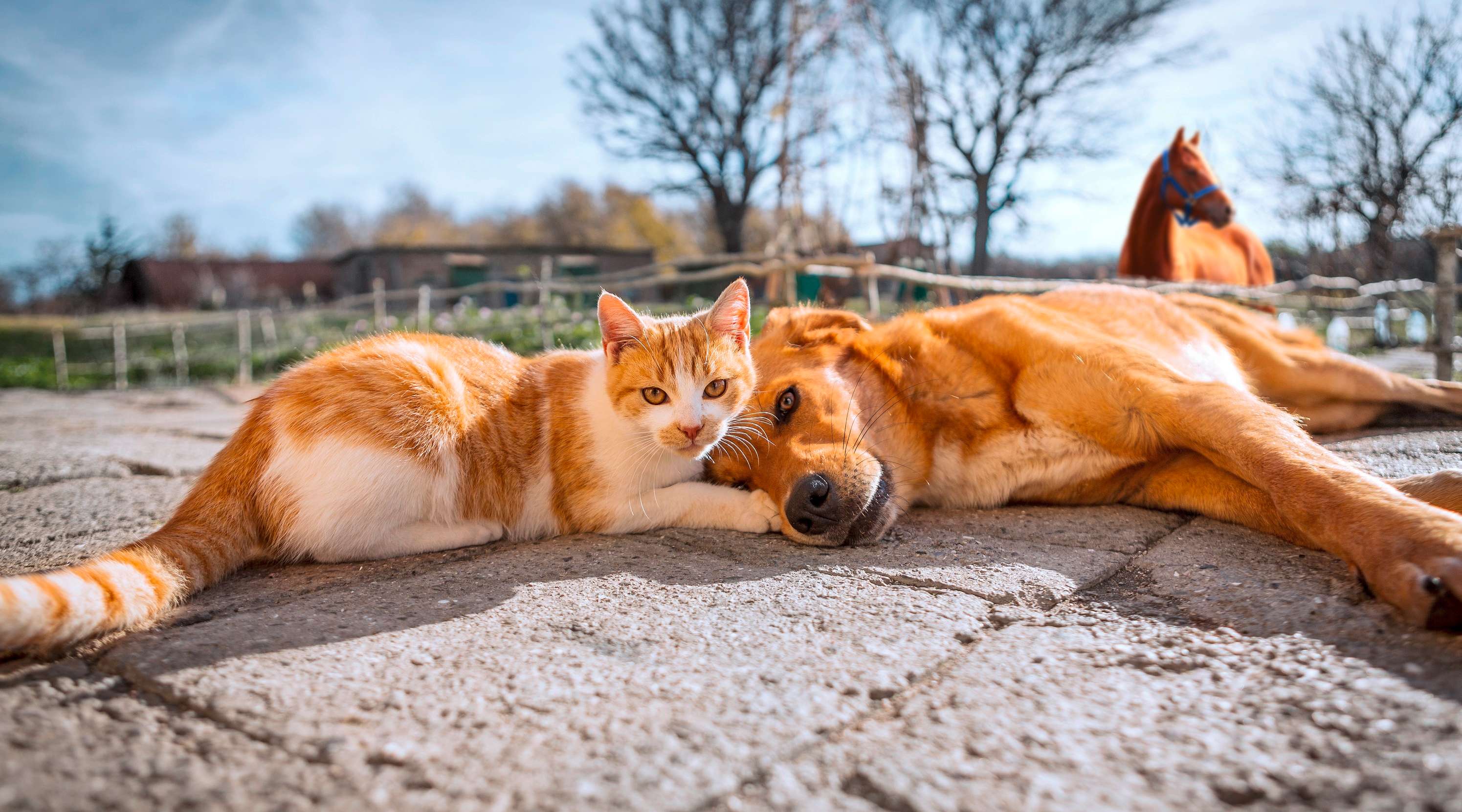 Hund und Katze liegen aneinander