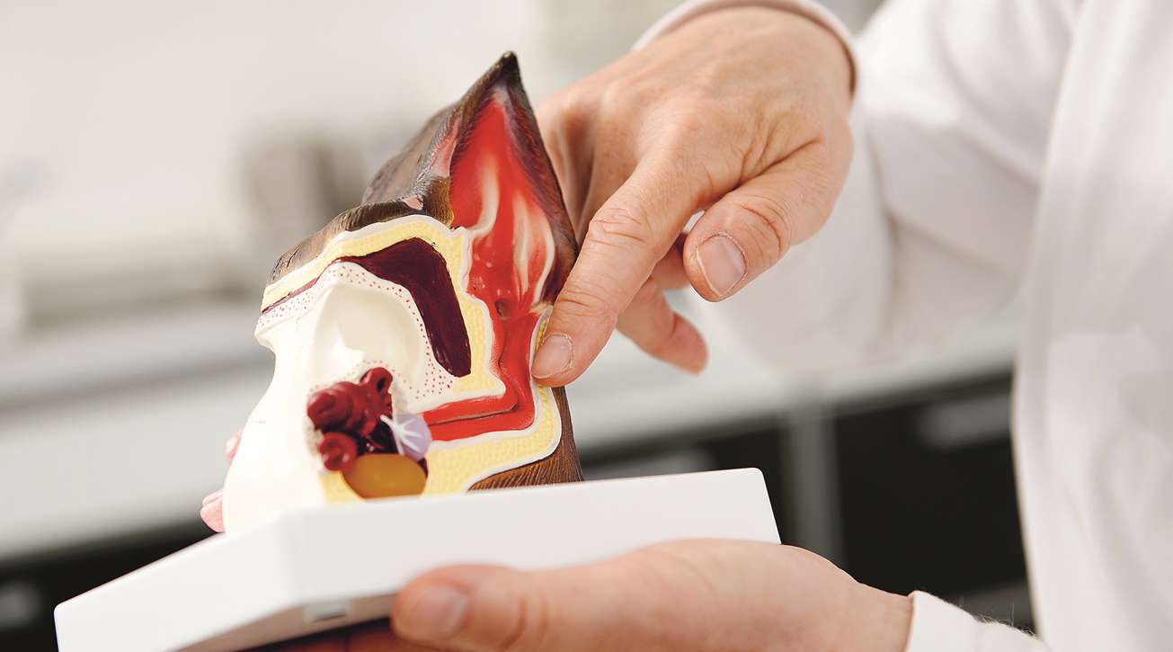 Modell zu Aufbau von Katzen-/Hundeohren