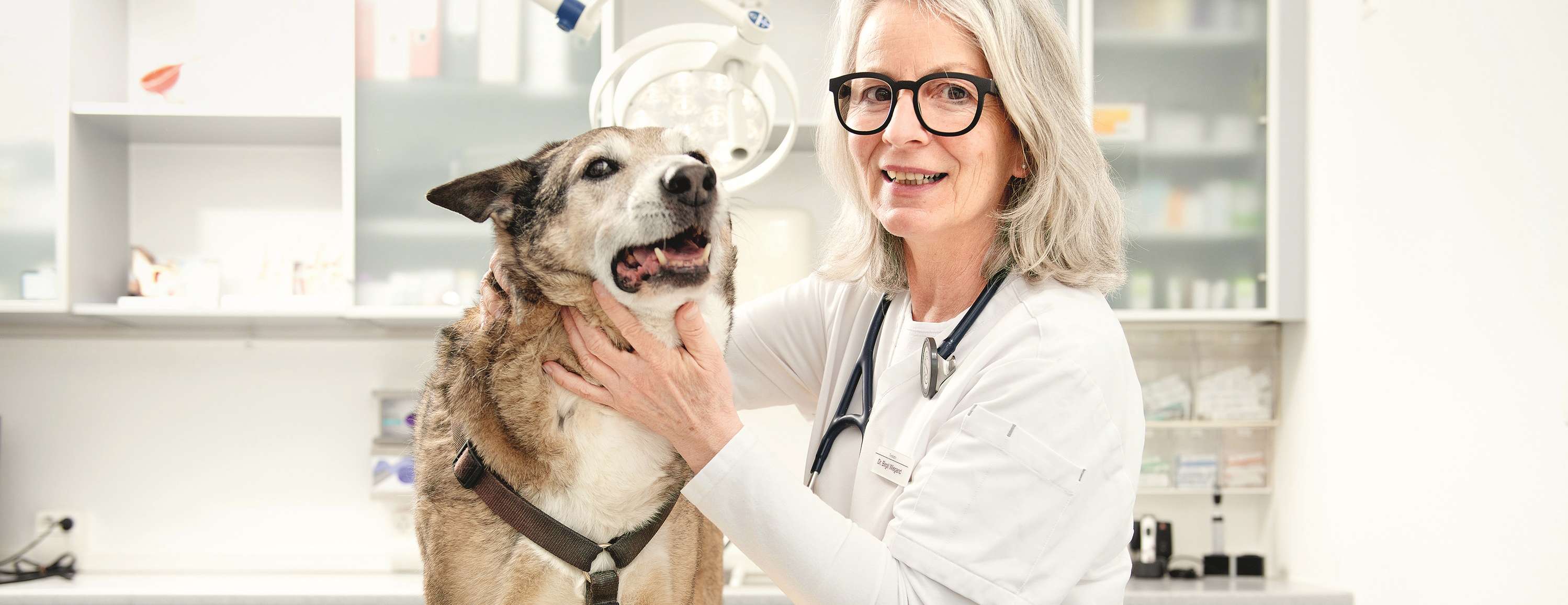 Tierärztin untersucht Hund