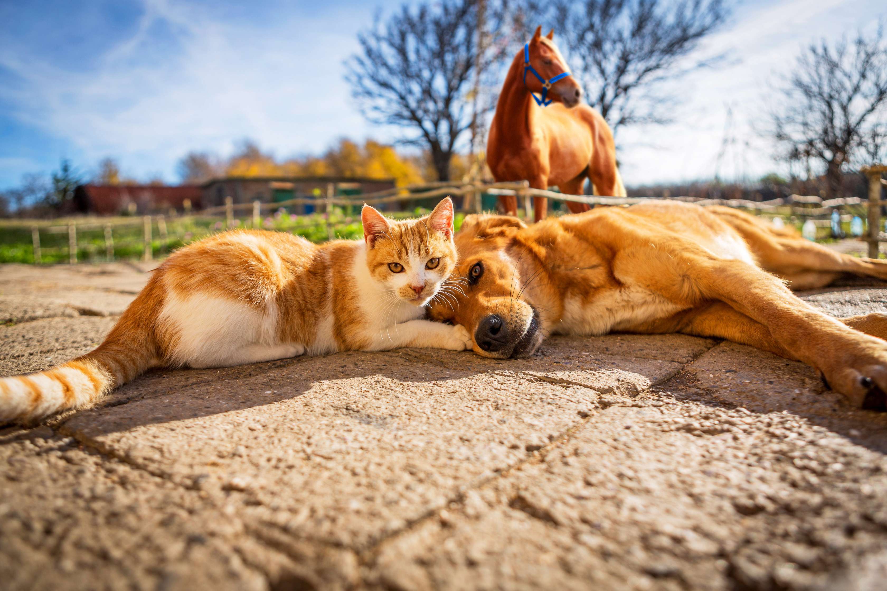 Katze, Hund und Pferd
