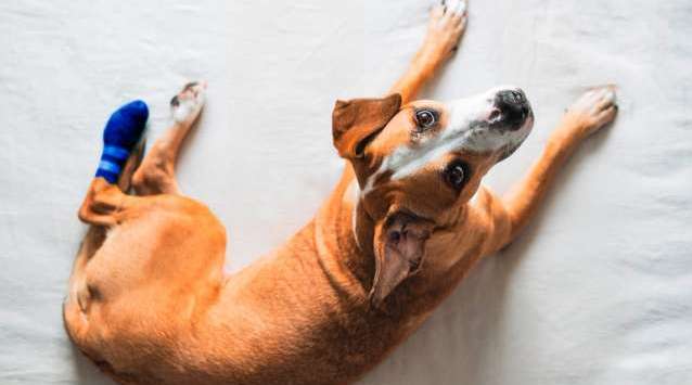 Hund mit Verband an Hinterpfote