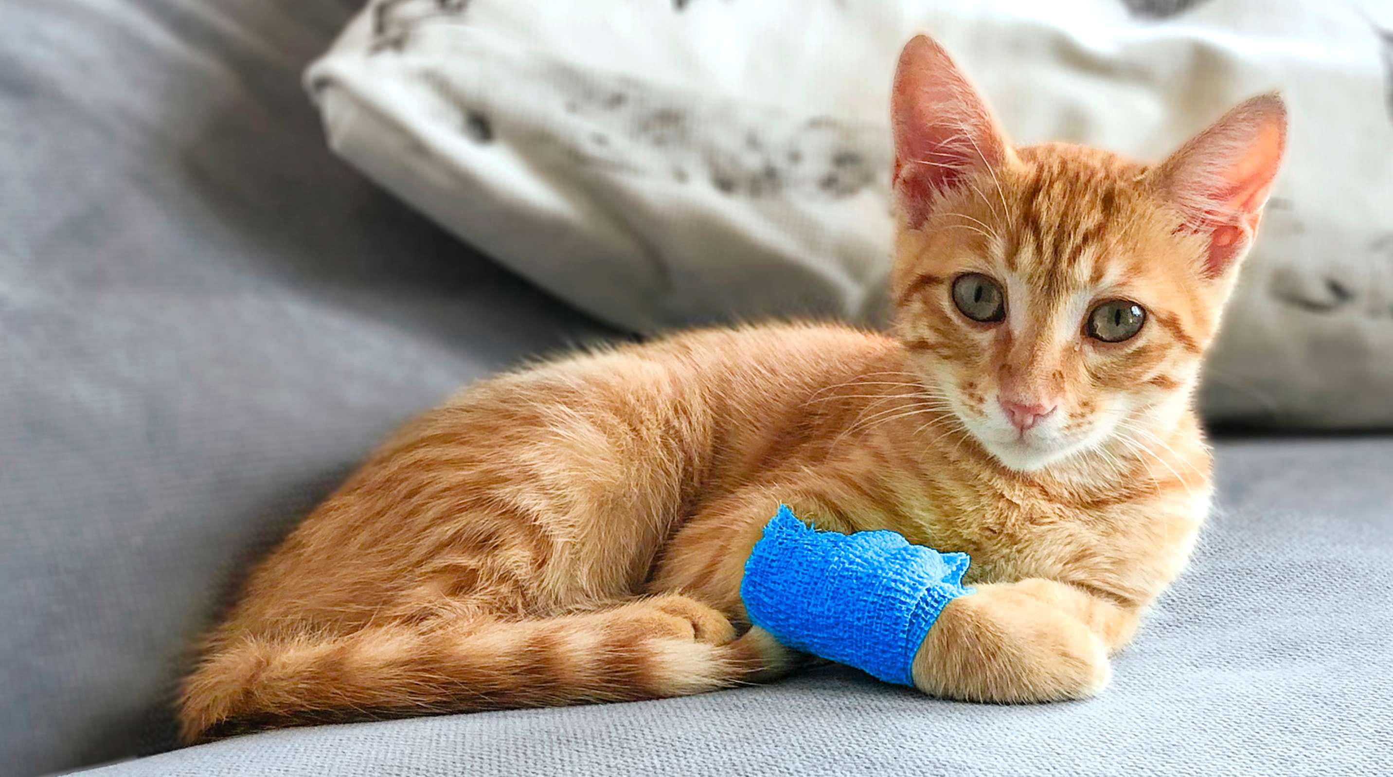 Katze mit Verband an Vorderpfote