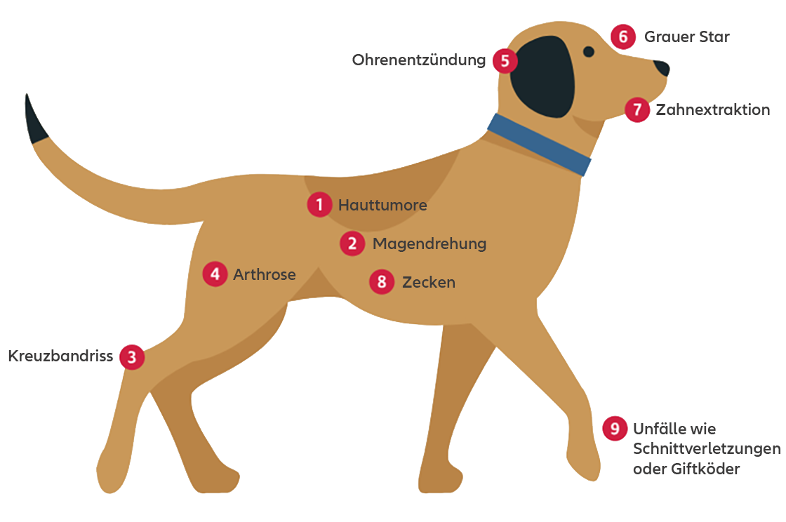 Abbildung zu einem Hund mit Kennzeichnung der häufigsten Krankheiten