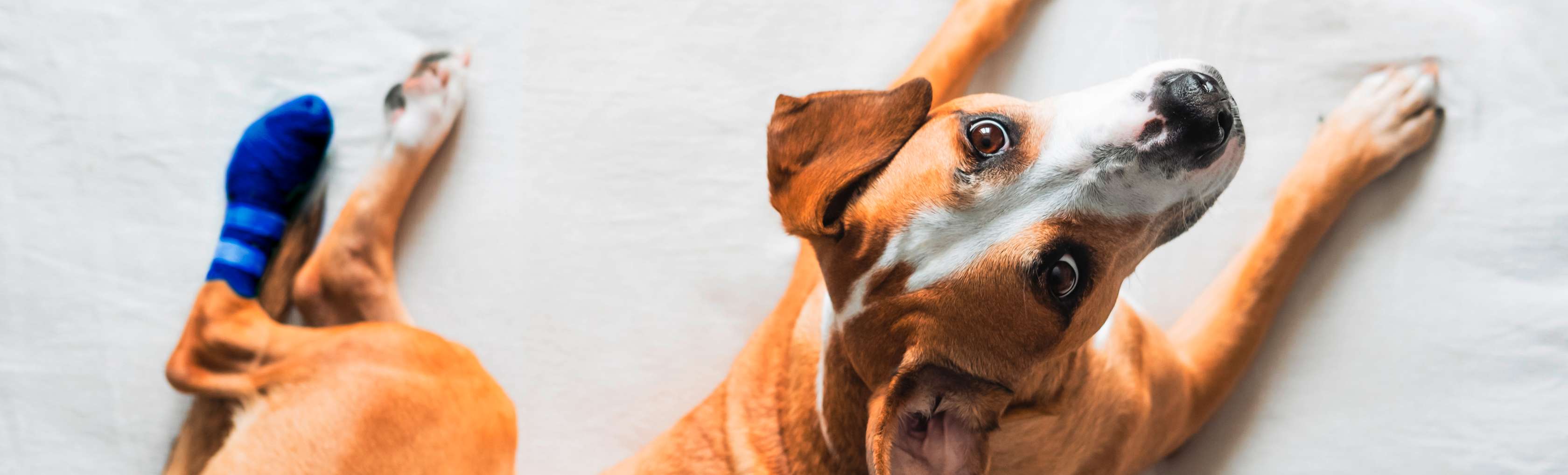 Hund mit Verband an Hinterpfote