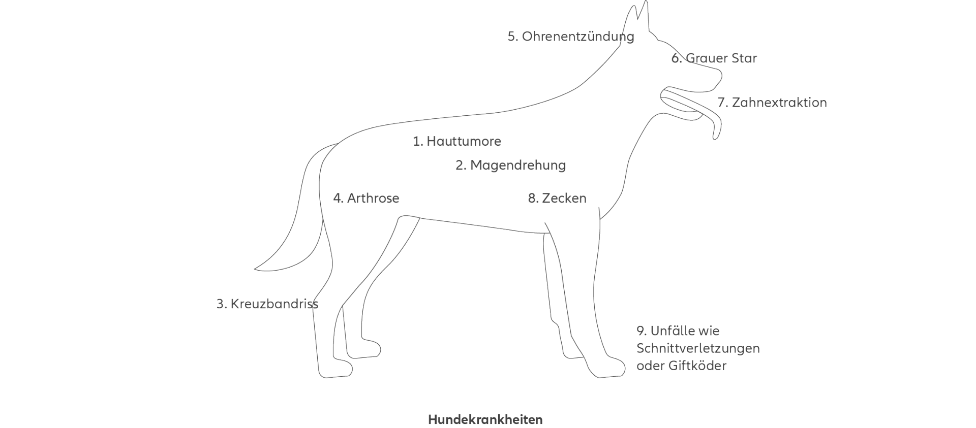 Abbildung zu einem Hund mit Kennzeichnung der häufigsten Krankheiten