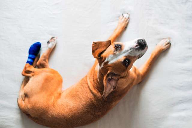 Hund mit eingebundener Pfote liegt auf Decke