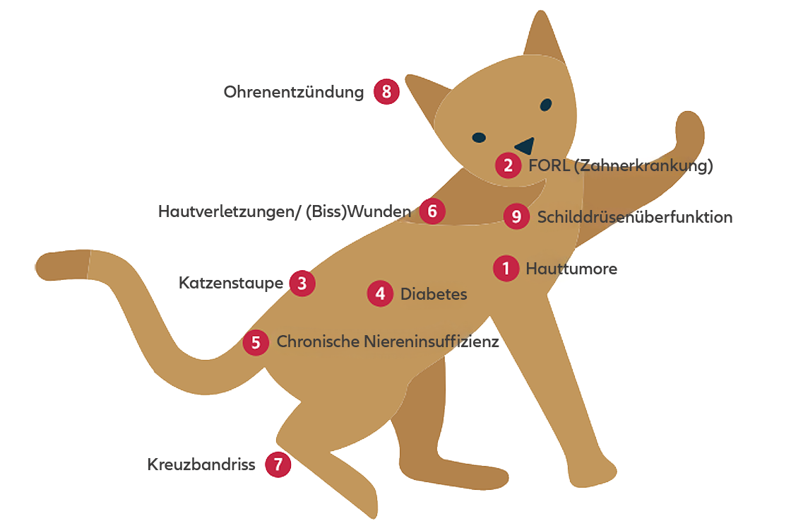 Abbildung zu einem Hund mit Kennzeichnung der häufigsten Krankheiten