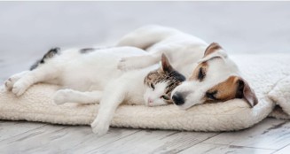 Hund und Katze umarmen sich