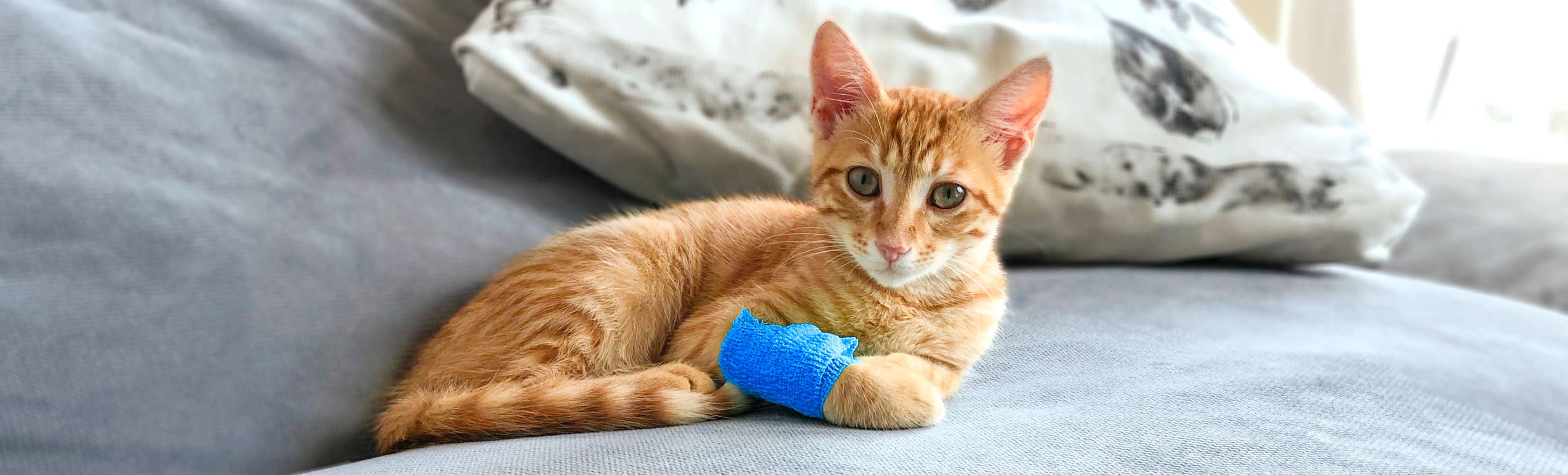 Katze mit Verband an Vorderpfote