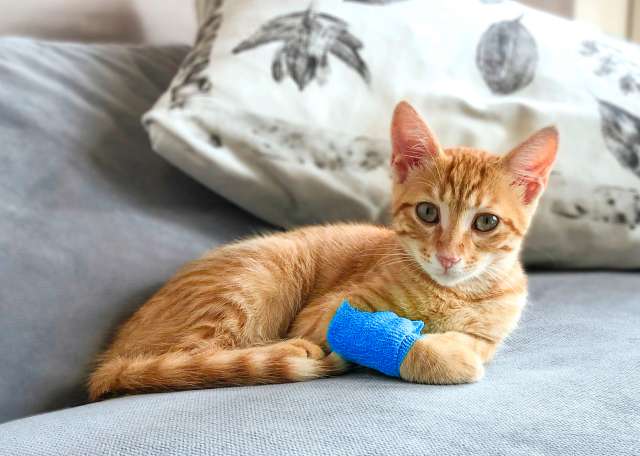 Katze mit eingebundener Pfote liegt auf Couch