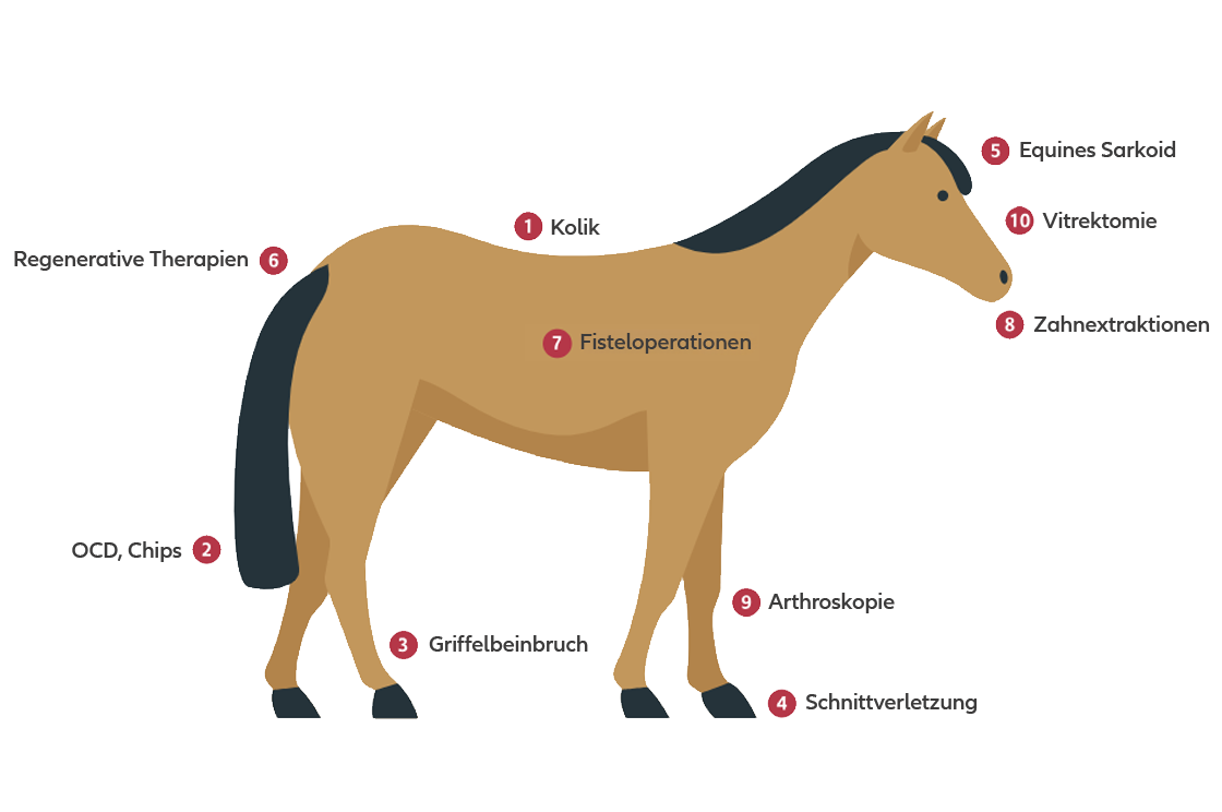 Abbildung zu einem Pferd mit Kennzeichnung der häufigsten Krankheiten