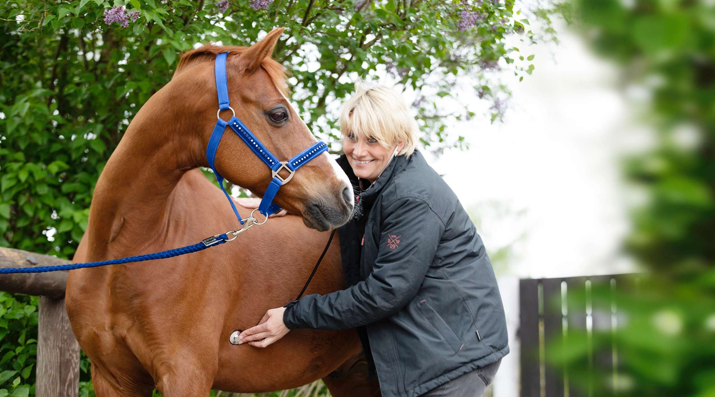 Veterinärin untersucht Pferd mit Stethoskop