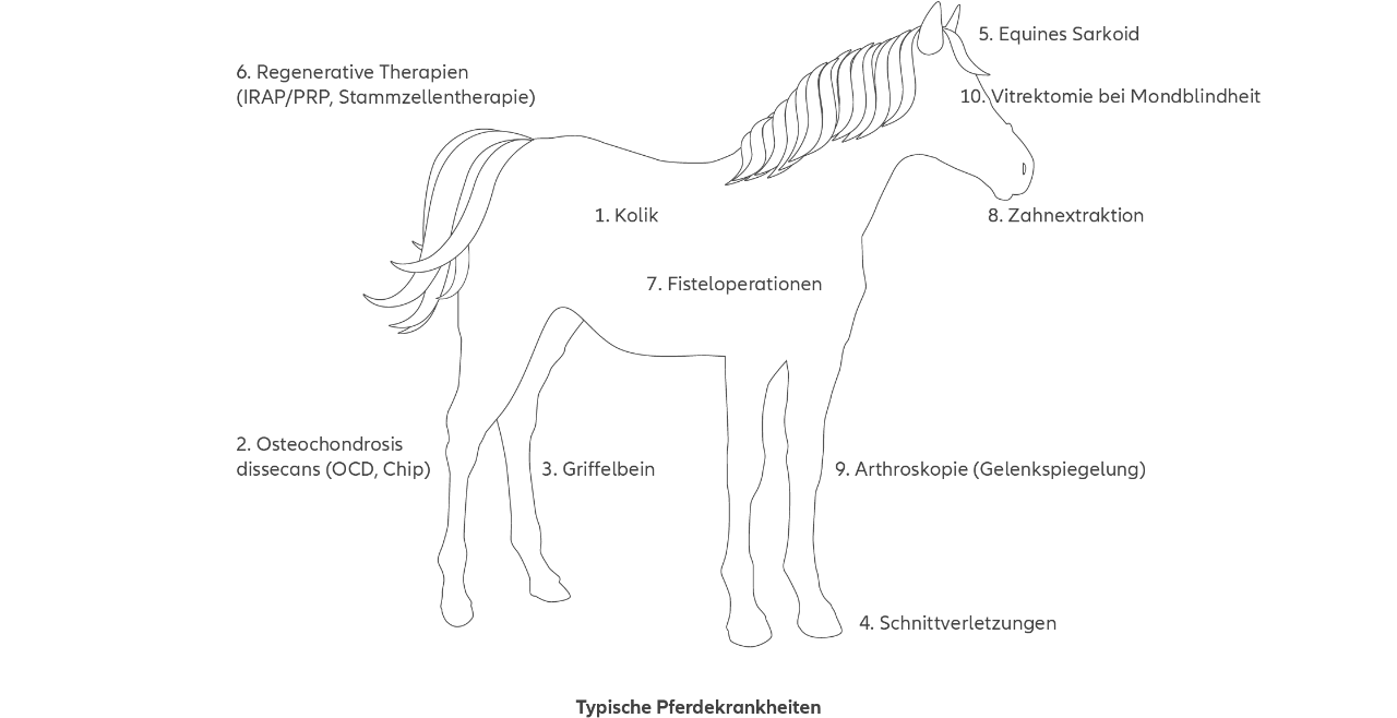 Abbildung zu einem Hund mit Kennzeichnung der häufigsten Krankheiten